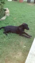 Neguinha
