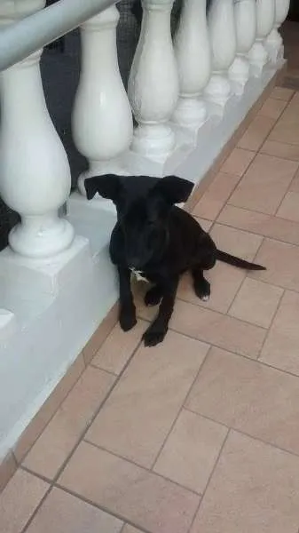 Cachorro ra a Indefinida idade 2 a 6 meses nome Neguinha 