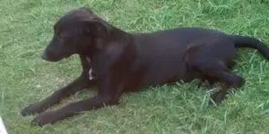 Cachorro raça Indefinida idade 2 a 6 meses nome Neguinha 