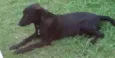 Neguinha