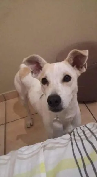 Cachorro ra a Srd idade 7 a 11 meses nome Samuel