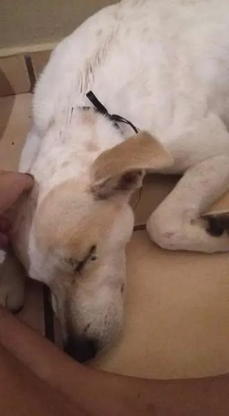 Cachorro ra a Srd idade 7 a 11 meses nome Samuel