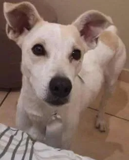 Cachorro ra a Srd idade 7 a 11 meses nome Samuel