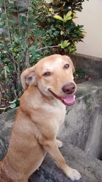 Cachorro raça Labrador idade 1 ano nome milly