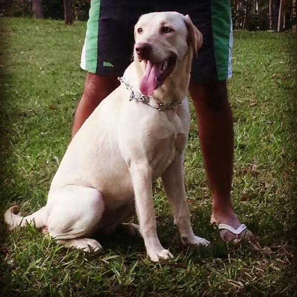 Cachorro ra a Labrador idade 1 ano nome meg