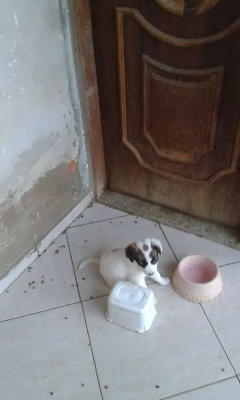 Cachorro ra a SRD idade Abaixo de 2 meses nome Bebê