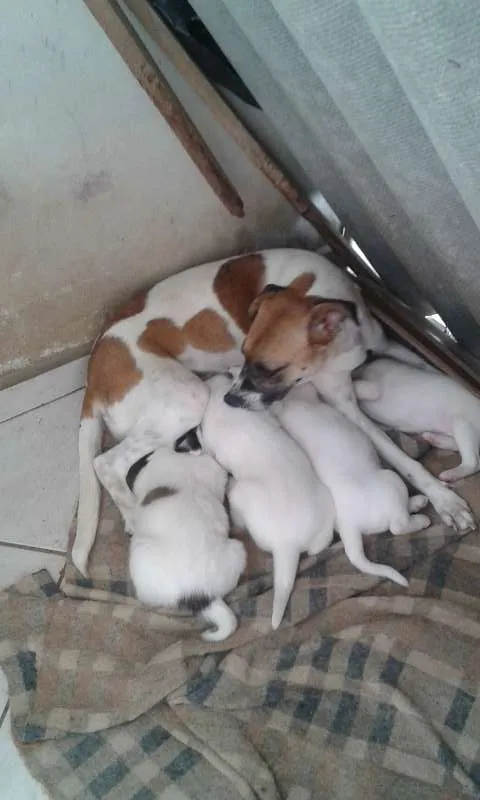 Cachorro ra a SRD idade Abaixo de 2 meses nome Bebê