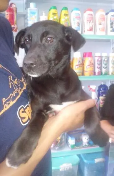 Cachorro ra a SRD idade 2 a 6 meses nome Juju