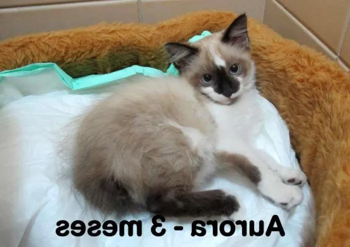 Gato ra a SRD idade 2 a 6 meses nome Aurora