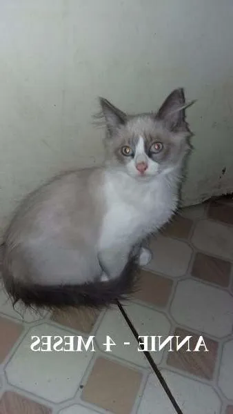 Gato ra a SRD idade 2 a 6 meses nome Annie