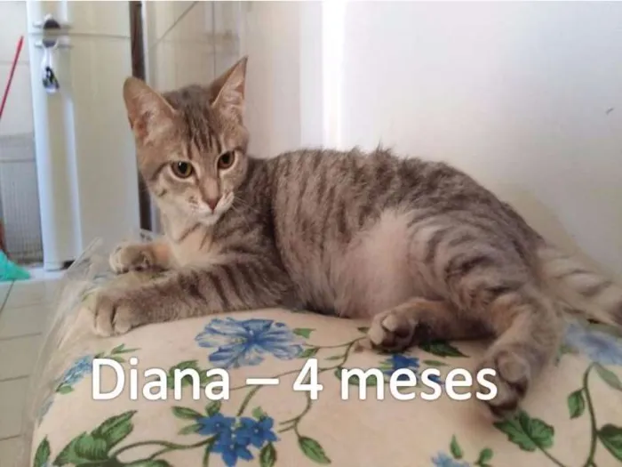 Gato ra a SRD idade 2 a 6 meses nome Diana