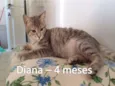 Diana