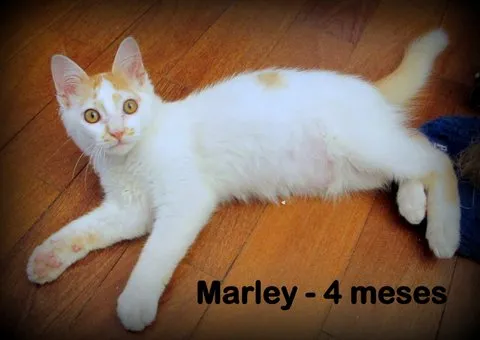 Gato ra a SRD idade 2 a 6 meses nome Marley