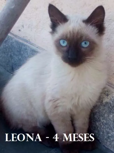Gato ra a SRD idade 2 a 6 meses nome Leona