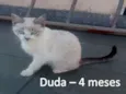 Duda