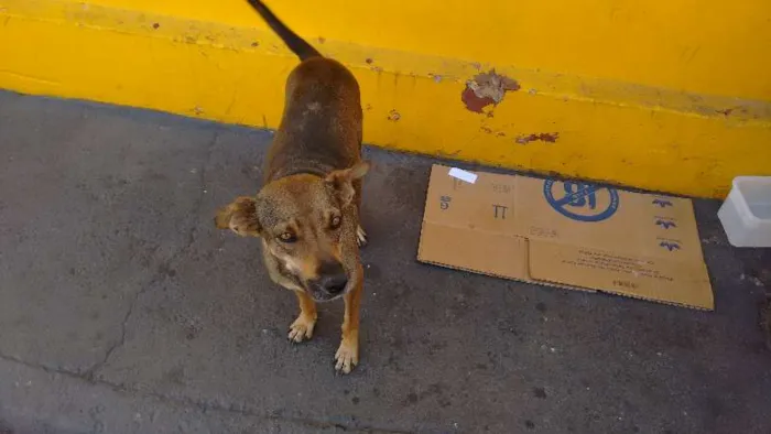 Cachorro ra a Vira lata idade 7 a 11 meses nome Sem nome