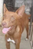 não tem