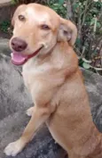Cachorro raça Labrador idade 1 ano nome milly