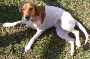 Cachorro raça  idade  nome CACHORRINHA
