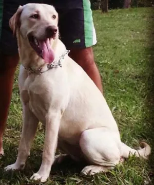 Cachorro raça Labrador idade 1 ano nome meg