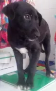 Juju