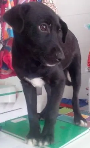 Cachorro raça SRD idade 2 a 6 meses nome Juju