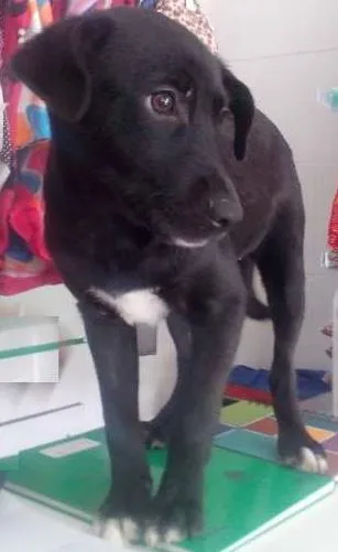 Cachorro ra a SRD idade 2 a 6 meses nome Juju