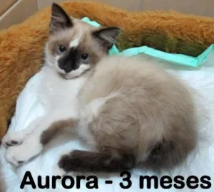 Gato raça SRD idade 2 a 6 meses nome Aurora