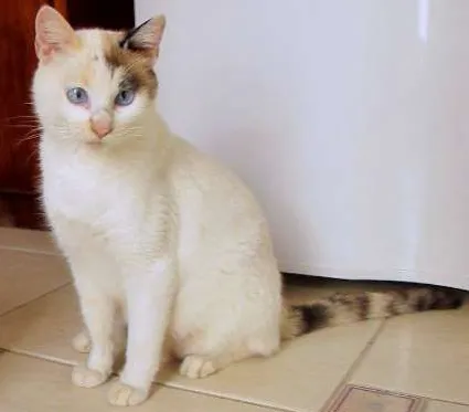 Gato ra a SRD idade 1 ano nome Mimi