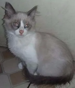 Gato ra a SRD idade 2 a 6 meses nome Annie