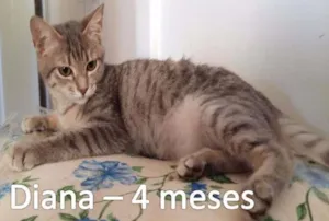 Gato raça SRD idade 2 a 6 meses nome Diana