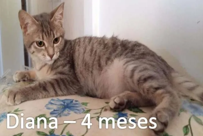 Gato ra a SRD idade 2 a 6 meses nome Diana