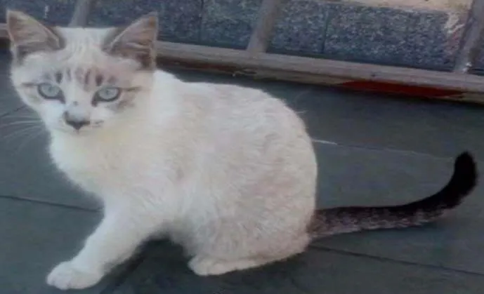 Gato ra a SRD idade 2 a 6 meses nome Duda