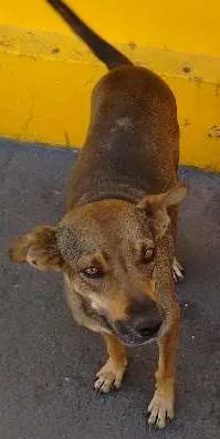 Cachorro ra a Vira lata idade 7 a 11 meses nome Sem nome