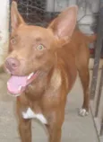 não tem