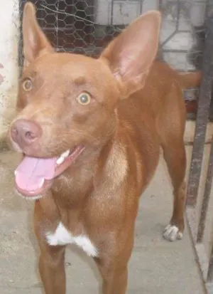 Cachorro raça mestiça idade 2 anos nome não tem