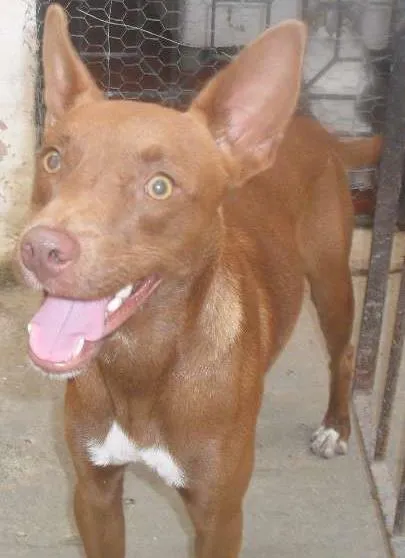 Cachorro ra a mestiça idade 2 anos nome não tem