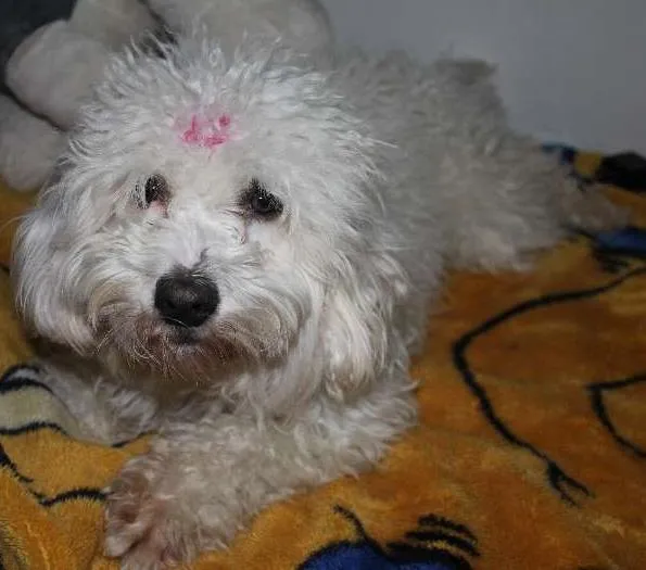 Cachorro ra a Poodle idade 1 ano nome -