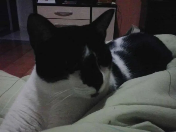 Gato ra a SRD idade 3 anos nome Freddy