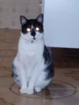 Freddy