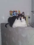 Freddy