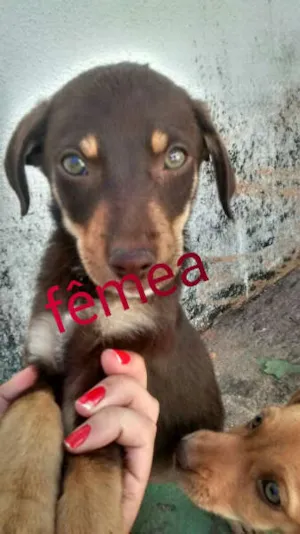 Cachorro raça  idade 2 a 6 meses nome Ainda não possui