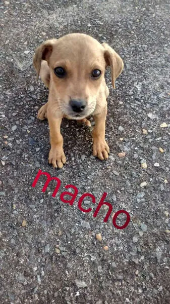 Cachorro raça  idade 2 a 6 meses nome Ainda não possui