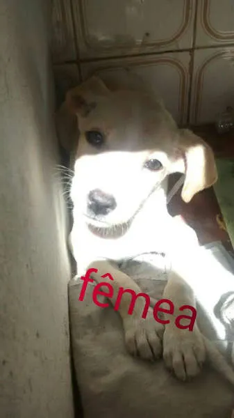 Cachorro raça  idade 2 a 6 meses nome Ainda não possui