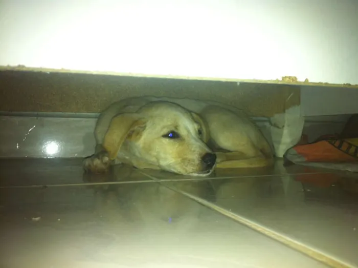 Cachorro raça  idade 2 a 6 meses nome Ainda não possui