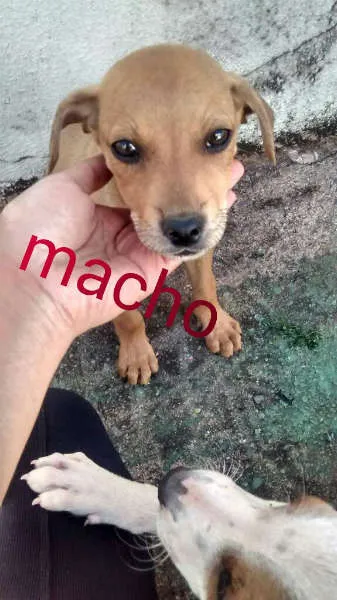 Cachorro raça  idade 2 a 6 meses nome Ainda não possui