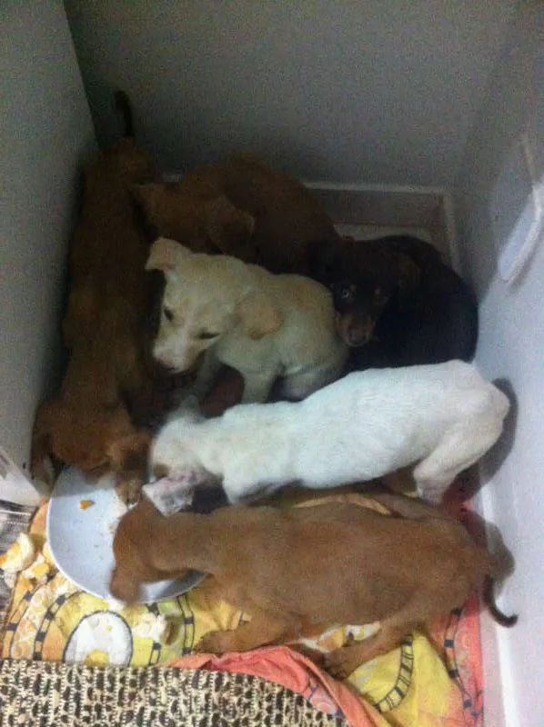 Cachorro raça  idade 2 a 6 meses nome Ainda não possui