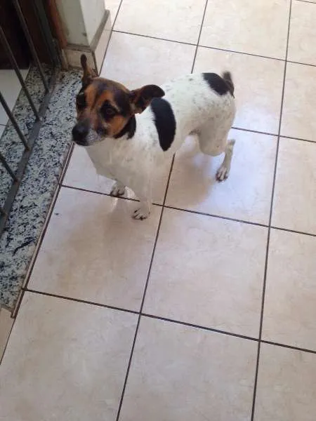 Cachorro ra a SRD idade 4 anos nome Katrina