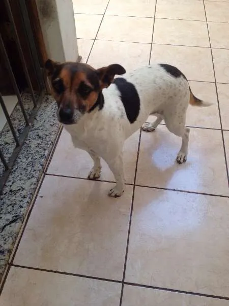 Cachorro ra a SRD idade 4 anos nome Katrina