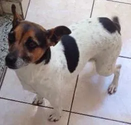 Cachorro ra a SRD idade 4 anos nome Katrina
